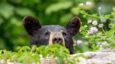 Black bear found with all four paws cut off, stolen in Northern California