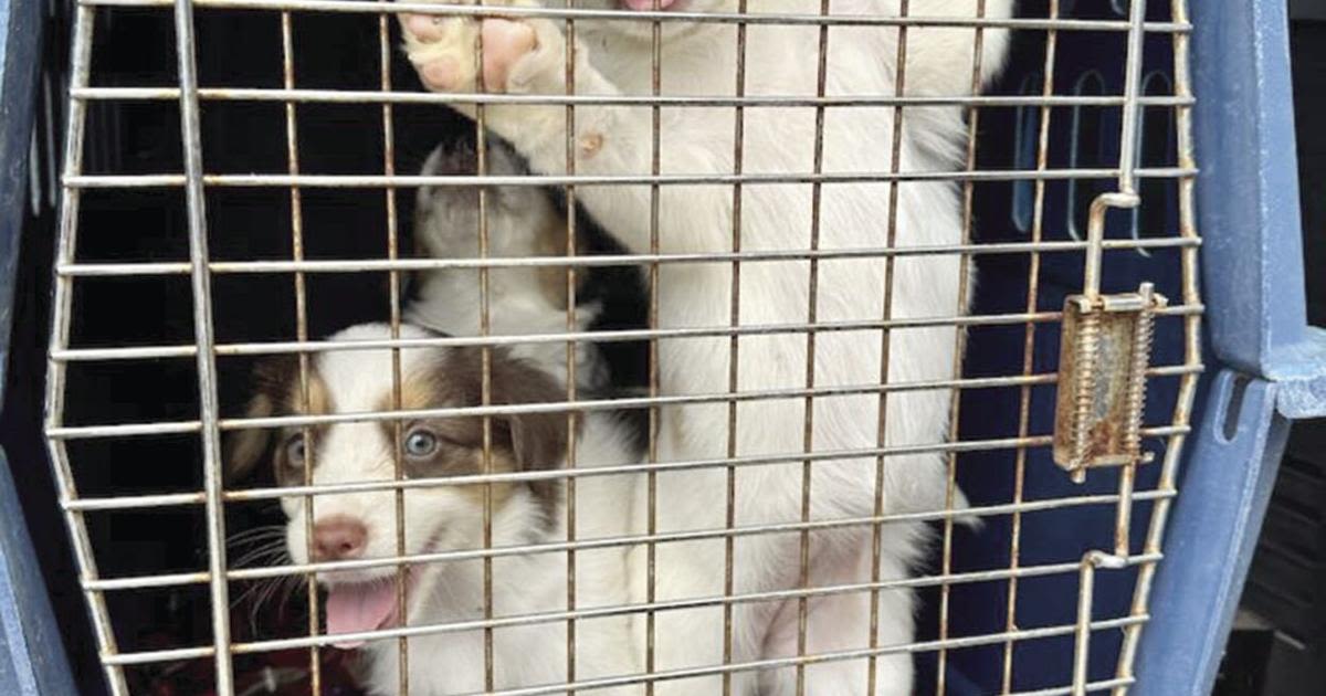Underdog Rescue, MN welcomes shelter pets from Arkansas
