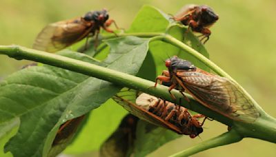 Esta es la app gratuita donde puedes registrar el brote de cicadas en tu zona