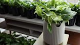 This $119 houseplant is bioengineered to remove harmful air pollution in your home.