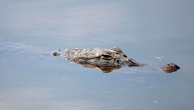 Louisiana father saves son from alligator attack: ‘Jumped on the gator'