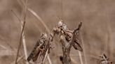 Locust swarms will intensify with climate change, threatening food security, study finds