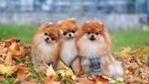 Pomeranian Puppies: Cute Pictures and Facts