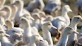 Sacrifican a 28.000 por presunto brote de gripe aviar en Irlanda del Norte