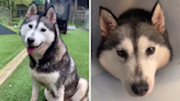 Tears as 'happy-go-lucky' shelter husky with terminal cancer looks for home