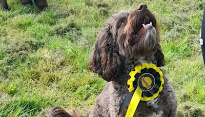 Somerset town is set to have a new play park for dogs