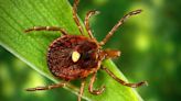 Warmer and wetter winters in CT provide favorable environment for ticks