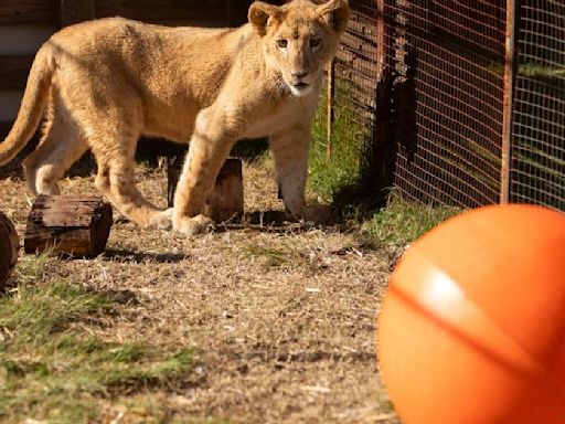 Freya the rescued lion cub is safe in South Africa. Many other lions there are bred to be shot