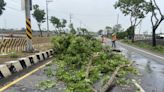 高雄清晨大雨 多處路樹傾倒（2） (圖)