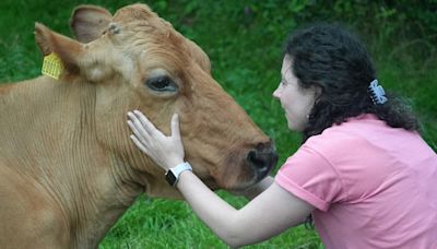 The ex-monk letting people cuddle his cows