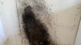 My walls were covered in black mould - the £1.50 that got rid of it instantly