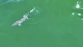 Filmmaker Captures Incredibly Rare Footage of a Baby Great White Shark