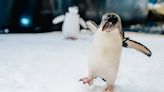 屏東海生館企鵝年度健檢！揭露企鵝雙腳不會凍僵的秘密！