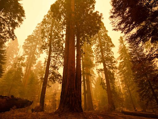 Trees don’t like to breathe wildfire smoke, either – and they’ll hold their breath to avoid it