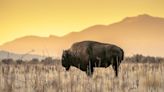 A Herd of 170 Bison May Be the Unlikely Climate Warriors We've Needed All Along