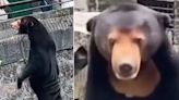 Bears attract up to 20,000 visitors to China zoo – after it denies they are humans in costume