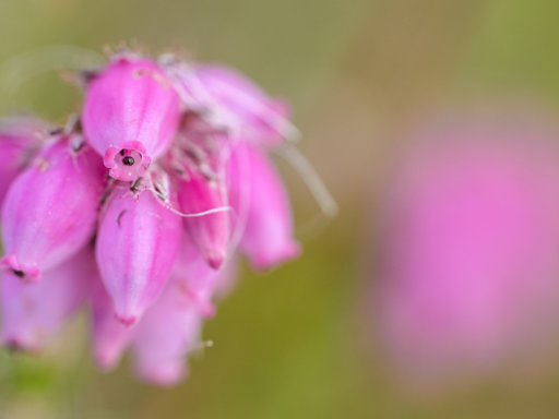 Scottish bog gets world heritage status