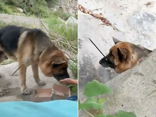 Hikers Find German Shepherd Dog with His Mouth 'Cruelly Zip Tied Shut' Abandoned in Calif. Canyon