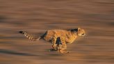 Sweet Spot in Size Lets Cheetahs Run So Fast » Explorersweb