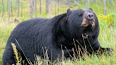 California Woman Finds Bear Settling in for a Nap in Her Basement Like It's NBD