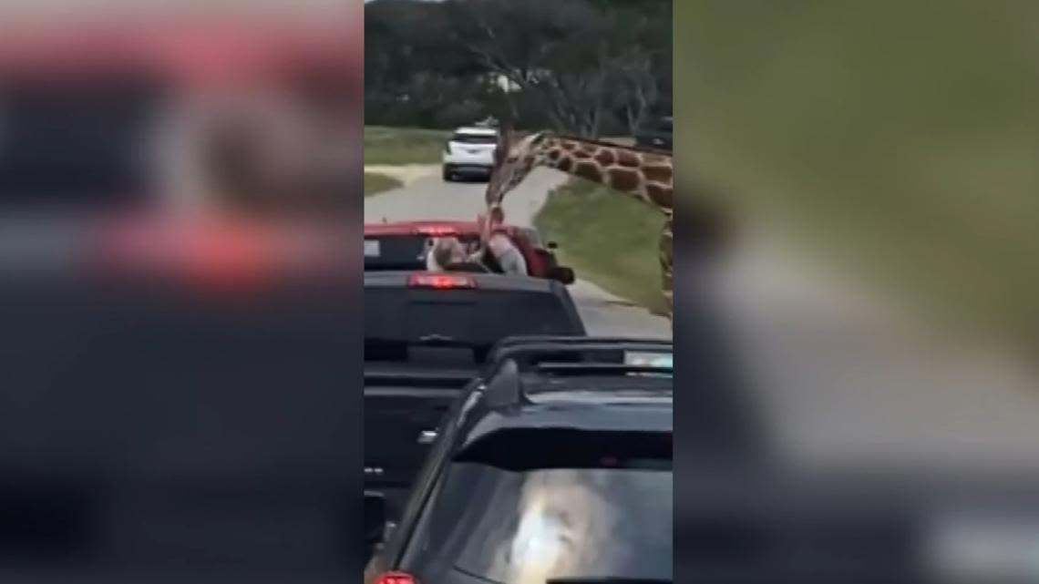 Watch the moment a giraffe snatched a toddler along a Texas drive-thru safari