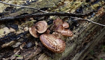 West Virginia Poison Center experts warn of the dangers of wild mushrooms