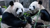 Pandas at the Zoo Spur San Francisco to Seek $25 Million Funding