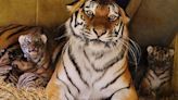 Rare Amur tiger cubs 'doing really well' at Longleat safari park