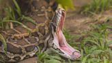 Indonesian Woman Swallowed By Python Near Home, Husband Found Slipper, Pants