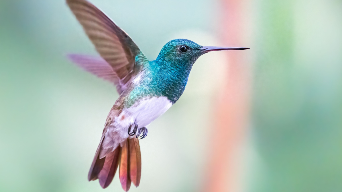 Bird Rehabber Explains How People Are Unknowingly Killing Hummingbirds and It's So Sad