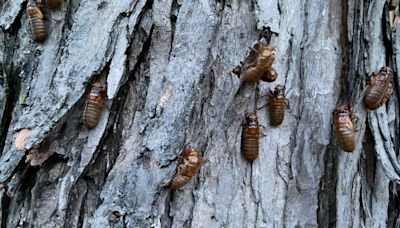 How long do cicadas live? A timeline of their emergence in Illinois