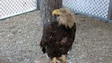 Kewanee rescue helps Bald Eagles poisoned by lead-based hunting ammunition