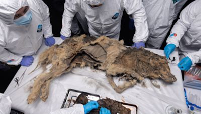 Autopsy of 44,000-year-old WOLF frozen solid could unearth super-viruses