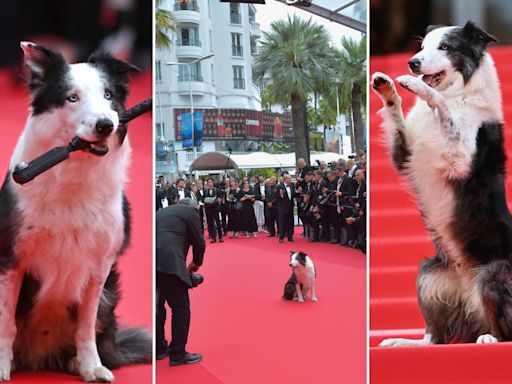 Border Collie Messi in Cannes: Sandra Hüllers Filmhund als Highlight