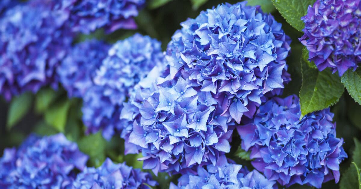 Hydrangeas grow larger and more beautiful flowers if you follow 1 essential task