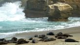 La Jolla Children’s Pool set to close this week for seal pupping season