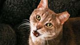 I Just Learned The Original Webster Dictionary Definition Of 'Cat,' And It's Hilarious