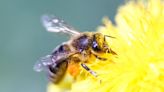 EU backs lower residue limits for bee-harming pesticides
