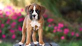 Boxer Puppies: Cute Pictures and Facts