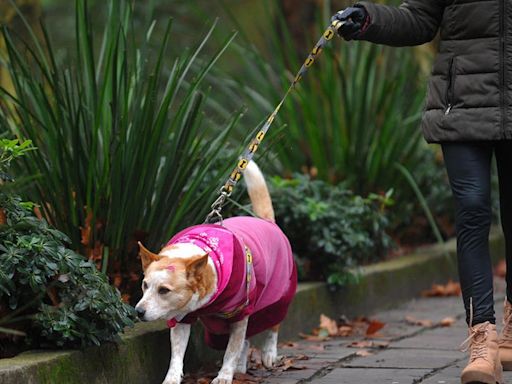 Cidades da Serra podem ter chuva congelada, neve e temperaturas negativas nesta quarta-feira | Pioneiro