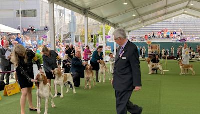 Dog Show 101: What's what at the Westminster Kennel Club