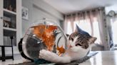 Cats' Amusement Over Their Pet 'Robotic' Fish Is Impossible to Resist