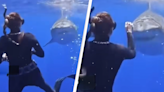 Diver shows what you should do if a shark approaches and it's the opposite of what everyone expected