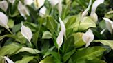 Peace lily will 'bloom abundantly' if homemade feed is added to soil