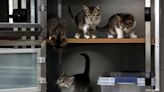 Shelter works to take in around 50 cats from home