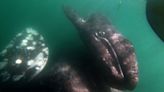 New peril for gray whale survival? Predatory orcas spotted in Baja calving lagoon