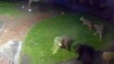 Video shows dog named Tuukka fending off pack of coyotes outside Massachusetts home