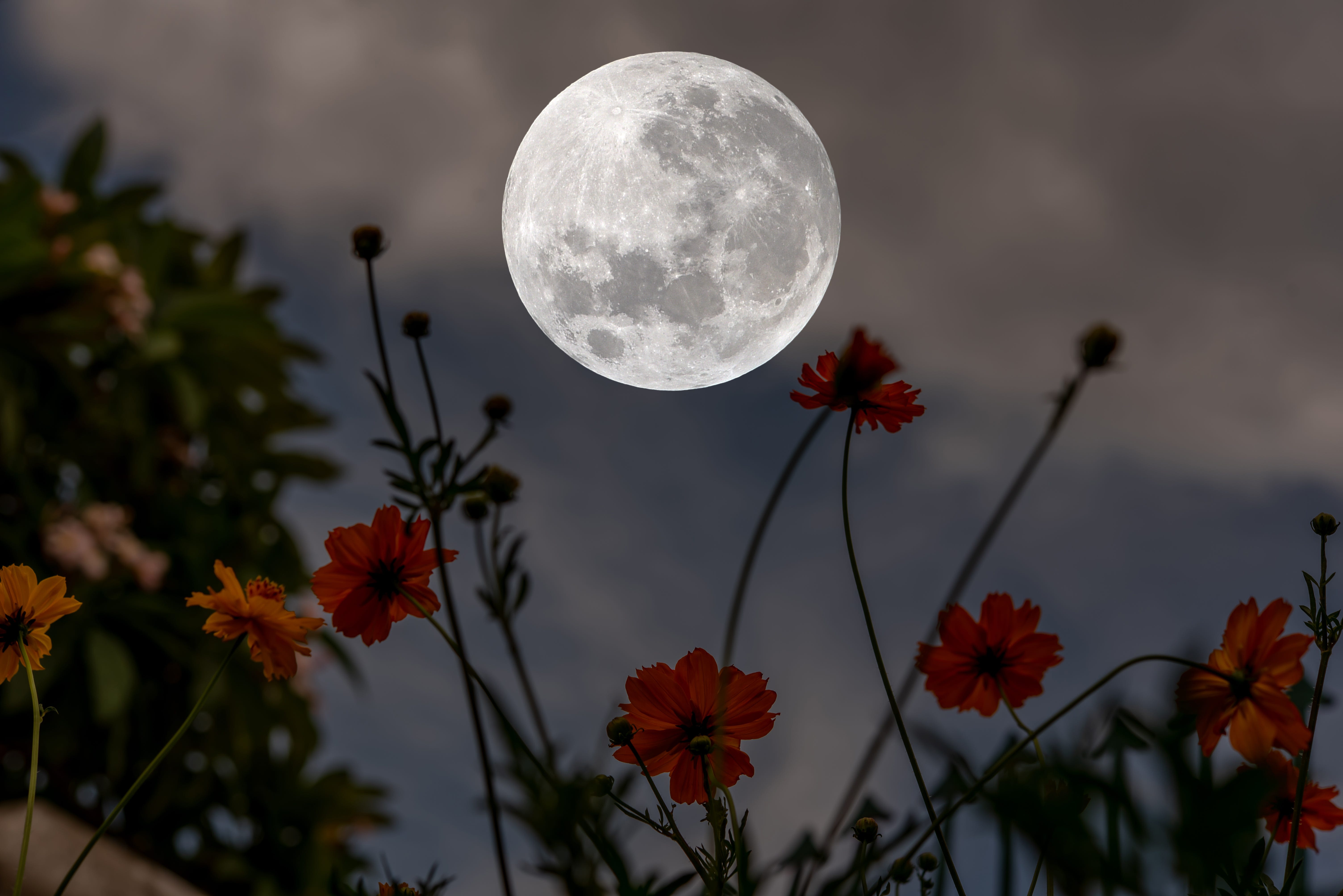 The Flower Moon: What it means for Buddhists and astrologists