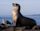 Sea lion