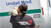 Congreso de CDMX aprueba que rescatistas de animales puedan recibir estímulos fiscales y financieros